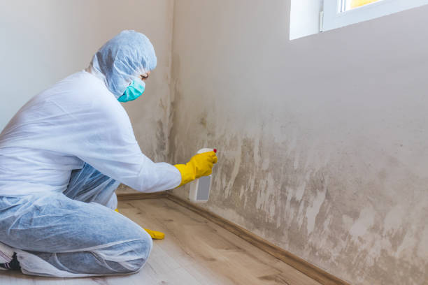 Licensed Black Mold Removal service in Bridgewater, NJ - WQB Mold Removal