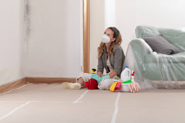 Reliable Black Mold Removal contractor in Bridgewater, NJ by WQB Mold Removal