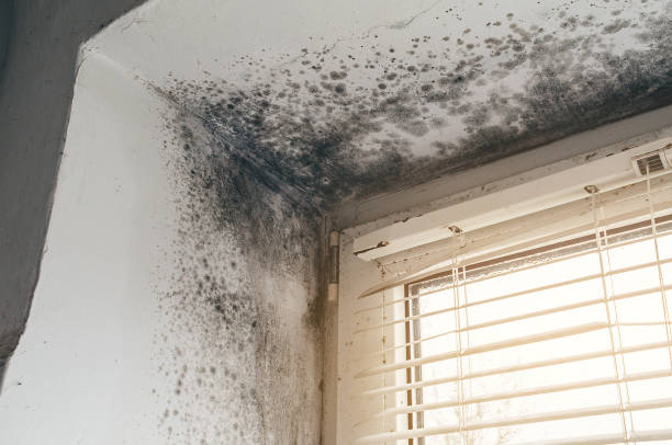 Affordable Black Mold Removal solutions in Bridgewater, NJ